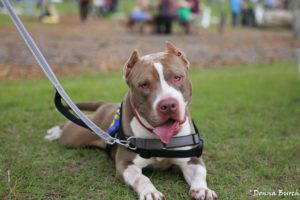 Plenty Of Pit Bulls Pit Bull Rescue Advocacy Education And Community Building